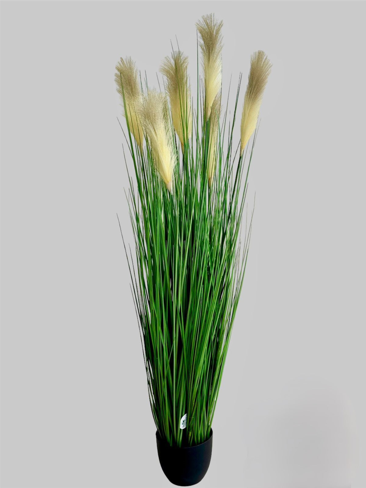 GR PLANT 150