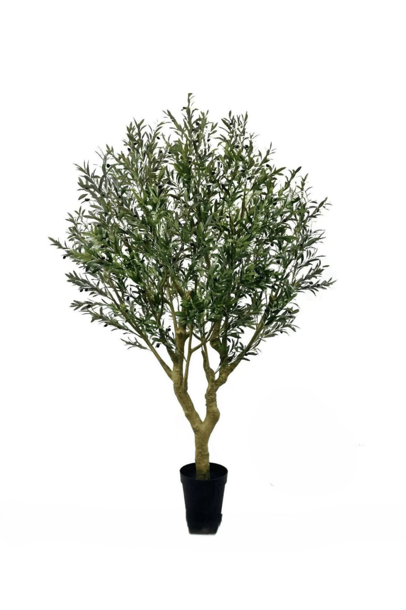 OLIVE TREE 260