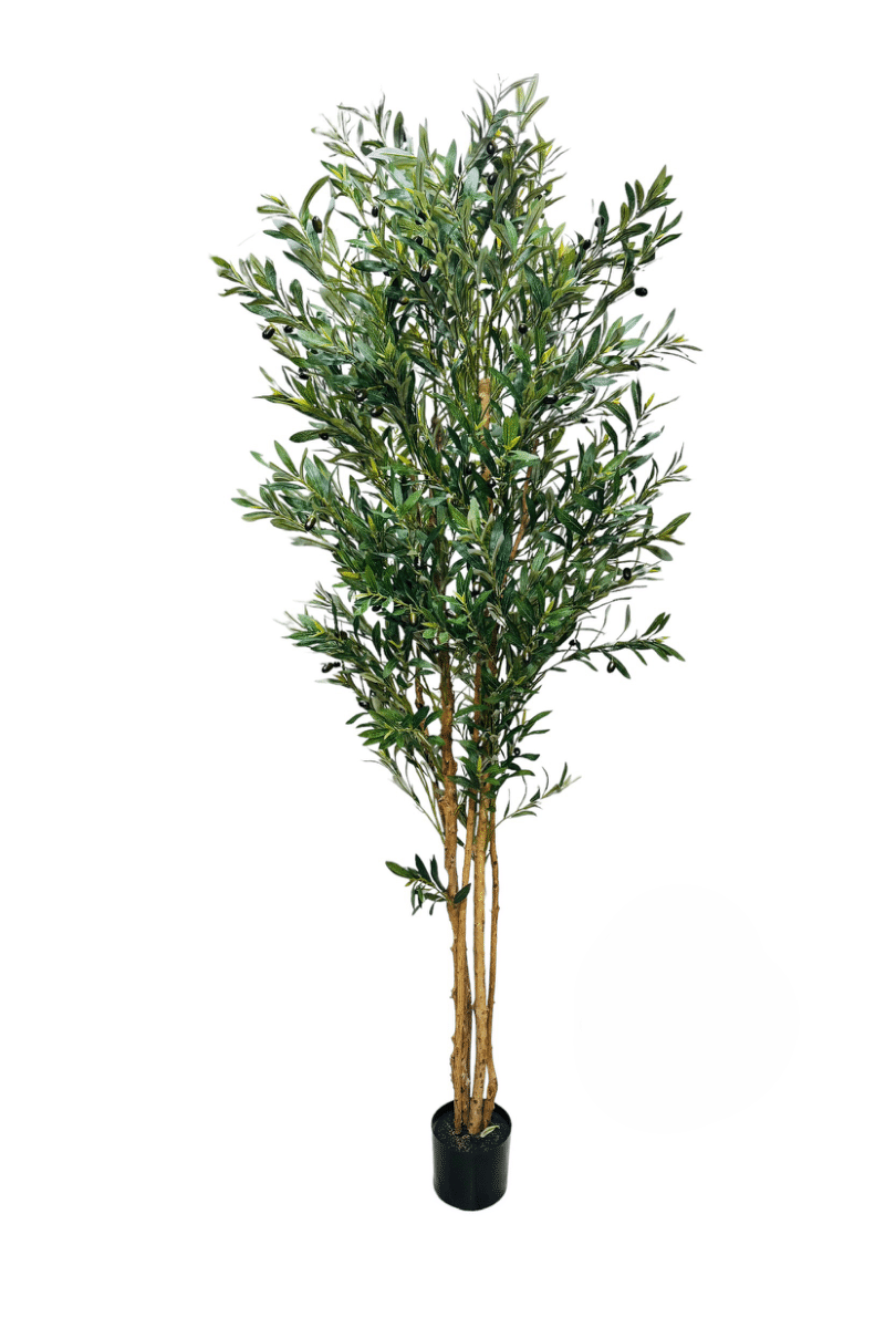 OLIVE TREE 210