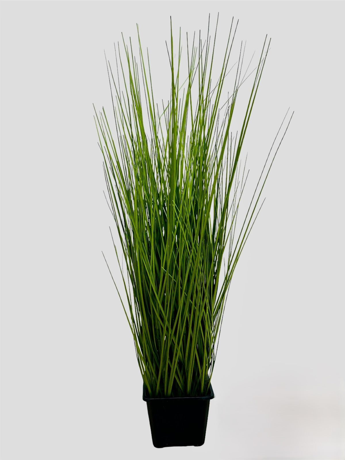 GR PLANT 70