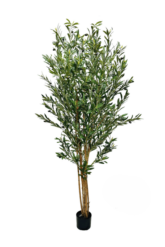 OLIVE TREE 180