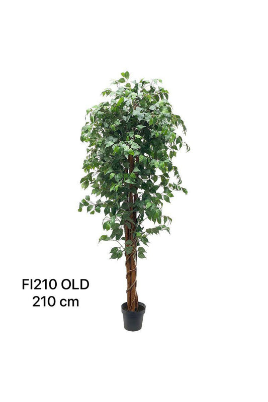 PLANT 210 OLD