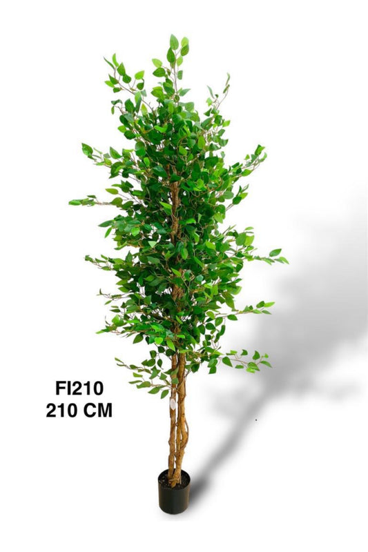 PLANT 210