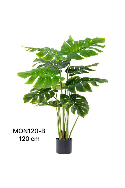 MON PLANT 120
