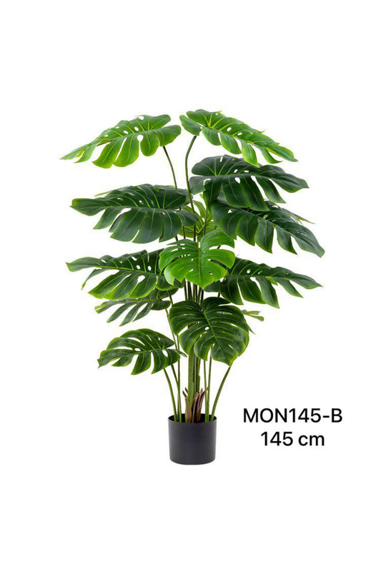 MON PLANT 145