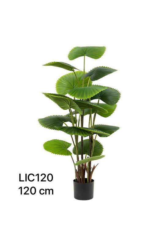 LIC PLANT 120