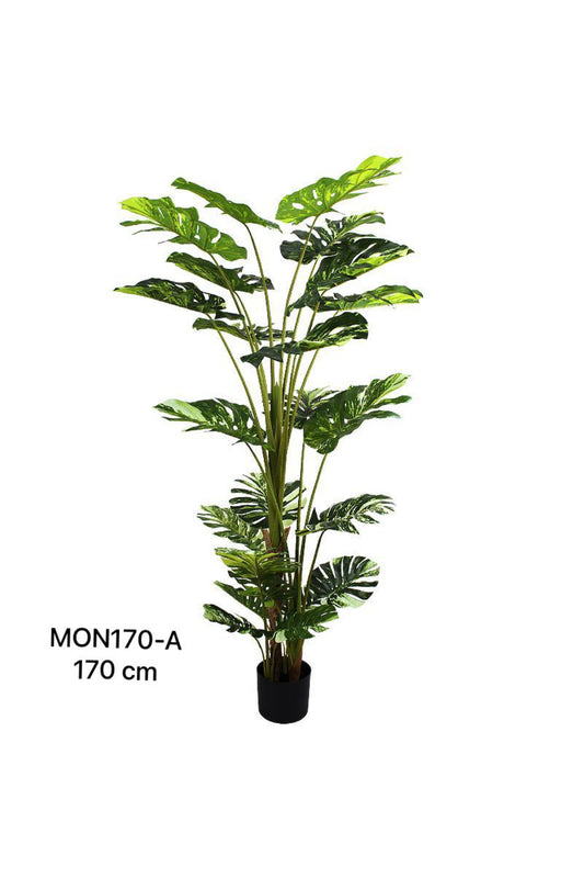 MON PLANT 170