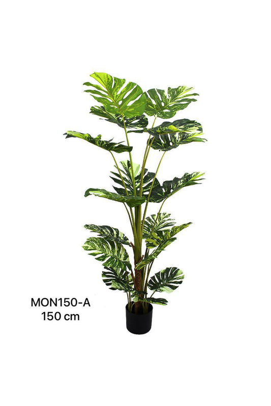 MON PLANT 150