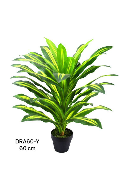 DRA PLANT 60