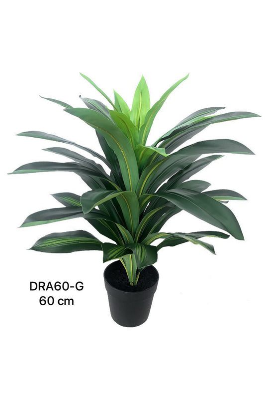 DRA PLANT 60G