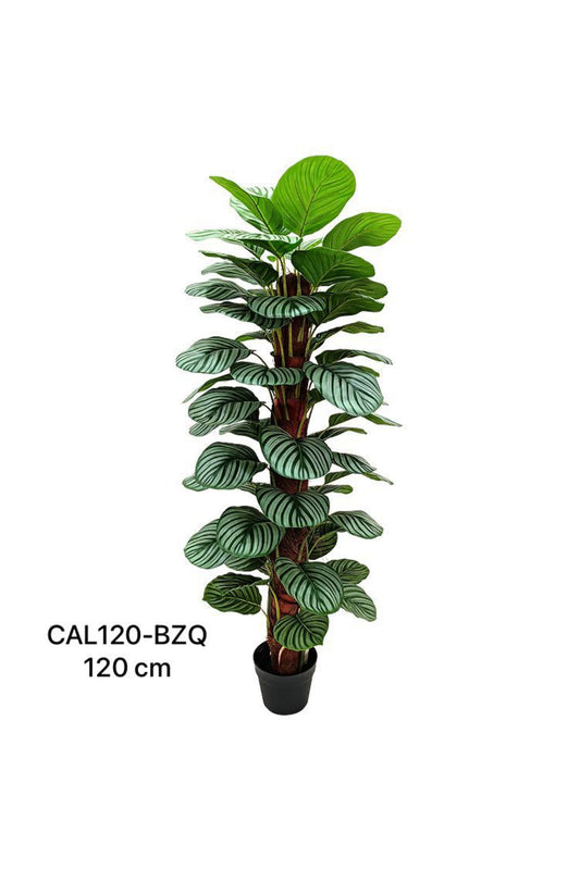 CAL PLANT 120BZQ