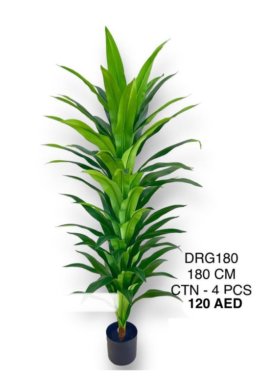 DRG PLANT 180