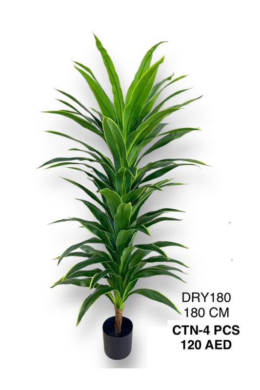 DRY PLANT 180