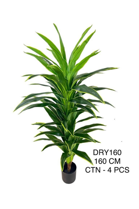 DRY PLANT 160