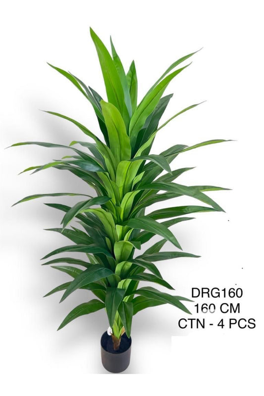 DRG PLANT 160