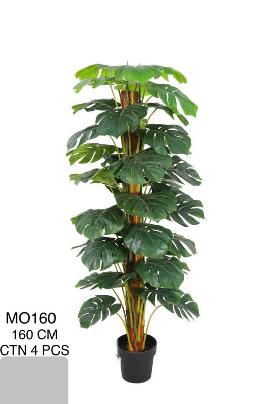 MO PLANT 160