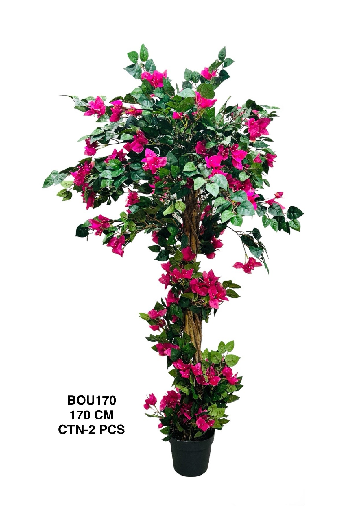 BOU PLANT 170