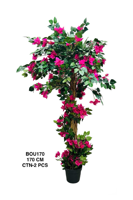 BOU PLANT 170