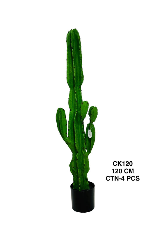 CK PLANT 120